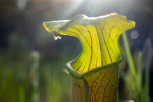 Carnivorous Pale Pitcher Plant, Big Thicket National Preserve, Texas. 