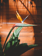 A Colorful Bird Of Paradise (crane Flower). Santa Barbara, California, USA.