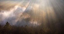 Foggy Forest With Light Bursting Through, Marin County, California.