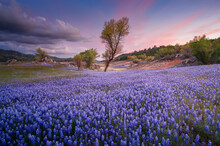 Spectacular Lupine Superbloom, Folsom Lake, In The Central Valley Of California.