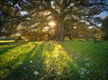 Flowers, Oaks, And Sunlight In Marin County, California.
