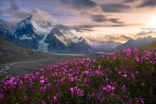 Sunset Over Mountains And Purple Flowers 