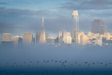 Pelicans, Birds, Fog, Skyline, And Evening Light Over San Francisco.