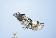 An Osprey Takes Off From A Branch At Blue Cypress Lake In Vero Beach, Florida. 