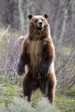 Grizzly Bear Cub Standing