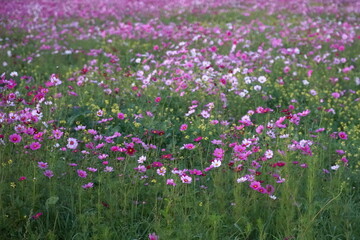  Badia a settimo  FIRENZE