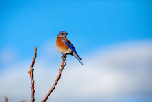 Western Bluebird, Santa Ynez, California. 