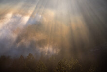 Foggy Forest In Marin County, California.