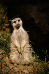 Wall Mural - meerkat on the watch, guarding meerkat