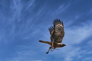 Wall Mural - African marsh harrier, wetland harrier flying high in the blue sky with its wings wide open