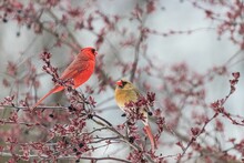 Male And Female Northern Cardinal Sitting On A Branch Of A Pink Tree