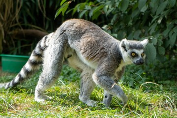 Canvas Print - Ring-tailed lemur relaxing inside the zoo