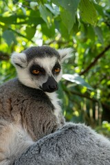 Canvas Print - Ring-tailed lemur relaxing inside the zoo