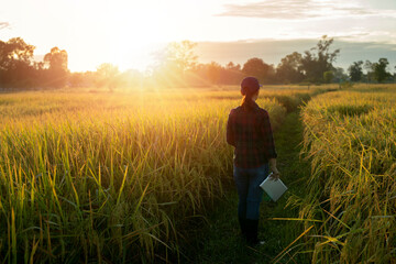 asian woman farmer stands in yellow paddy rice field at sunrise and works with a digital tablet. sma