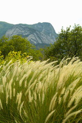 Sticker - Bushes of beautiful white pennisetum setaceum outdoors