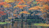Fototapeta  - Vibrant autumn cypress trees in the swamp