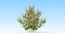 Brunfelsia Plant Growing From A Small Plant To An Adult. 3d Rendering With Alpha Channel.