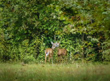 Two Young Deer Leaning Heads Together And Looking At Camera; Forest In Background