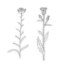 Northern Hawkweed And Welted Thistle Flowers, Vector Drawing Wild Plant Isolated At White Background, Floral Design Element , Hand Drawn Botanical Illustration