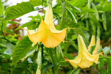 Exotic Big Yellow Flowers Of Yellow Angel's Trumpet Plant In A Fall Garden, As A Nature Background
