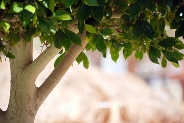 Wall Mural - closeup of fresh green tree with wooden trunk and vibrant green leaves growing in summer garden