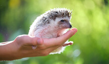 Human Hands Holding Little African Hedgehog Pet Outdoors On Summer Day. Keeping Domestic Animals And Caring For Pets Concept