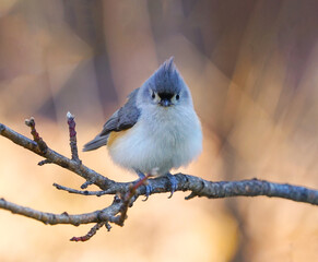 Wall Mural - tufted titmouse bird standing on tree branch in autumn