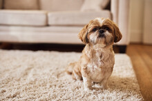 Shih Tzu Dog Sitting On Carpet At Home And Looking At Camera.