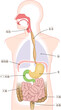 消化器、食道、胃、十二指腸、口腔、鼻腔のイラスト
