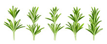Rosemary Herb, Isolated Garden Plant Stems With Green Leaves, Seasoning On White Background. Organic Spice, Cooking Condiment, Ingredient, Fresh Aromatic Twigs, Realistic 3d Vector Illustration, Set