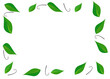 © varisa - Drawing green leaves . isolate on white background. Copy space for your text and your business.