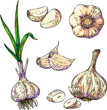 Garlic Food Set Sketch Hand Drawn Vector Vegetable Spice, Cooking Herb, Organic Plant Vintage Color Line Illustration