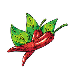 Sticker - chili pepper sketch hand drawn vector hot food, spicy cayenne, mexican paprica, red vegetable vintage color line illustration