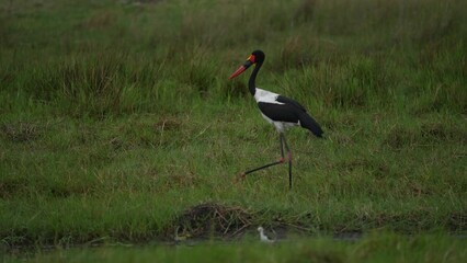 Poster - Wildlife scene from nature. Saddle-billed stork, or saddlebill, Ephippiorhynchus senegalensis, in the nature habitat. Bird in the green grass during rain, Khwaim Okavango delta, Botswana.