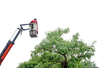 Wall Mural -  Cut the tree 3