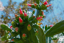 Winter Cactus Budding With Bright Colorful Flowers