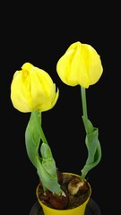 Wall Mural - Time lapse of dying yellow Kikomatchi tulips in a pot with ALPHA transparency channel isolated on black background, vertical orientation