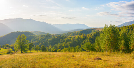 Wall Mural - mountainous rural landscape on a sunny afternoon. forested hills and green grassy meadows in evening