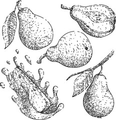 Poster - fruit pear set hand drawn vector. leaf food, green ripe, organic tree, fresh agriculture, healthy summer half fruit pear sketch. isolated black illustration