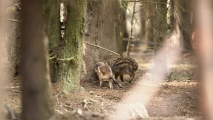 Wall Mural - Wild boars in the european forest. Herd of wild pig are feeding in the wood. Czech nature. Wild swine during the dusk.
