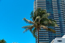 Coconut Tree Against The View Of The Blue Sky And Modern Residential Building At Miami, Florida