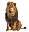 Leinwandbild Motiv Lion Logo PNG Transparent Images