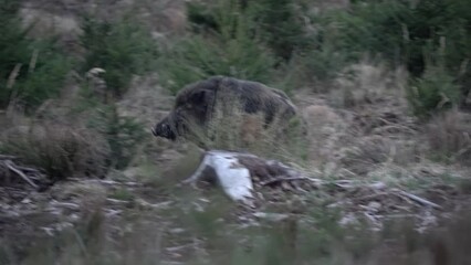Wall Mural - Wild boars in the european forest. Herd of wild pig are feeding in the wood. Czech nature. Wild swine during the dusk.

