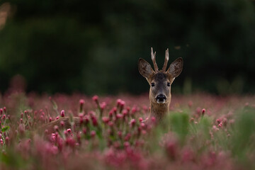 Wall Mural - Roe deer in the blooming clover field. Nature in Czech Republic. Deer during summer season. Ramble in nature. 