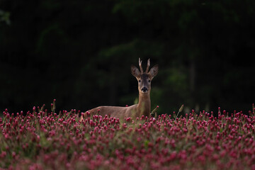 Poster - Roe deer in the blooming clover field. Nature in Czech Republic. Deer during summer season. Ramble in nature. 