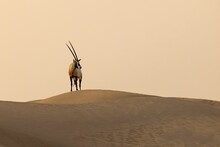 Arabian Oryx On A Dune In Desert At Sunset