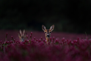 Wall Mural - Roe deer in the blooming clover field. Nature in Czech Republic. Deer during summer season. Ramble in nature. 