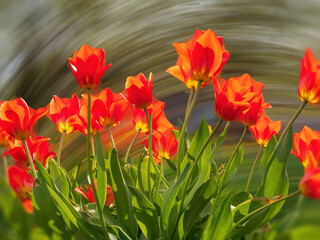 Wall Mural - Tulip flowers during Spring