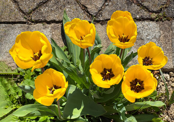 Wall Mural - Tulip flowers during Spring