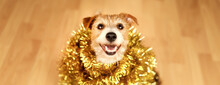 Cute Happy Funny Christmas New Year Pet Dog Smiling In Golden Garland Decoration. Holiday Party Banner.